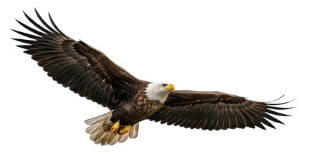Fototapeta premium Majestic Bald Eagle soaring in flight with large wings spread, symbolizing freedom and power. isolated PNG with Transparent Background