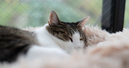 窓辺で眠る可愛い猫　キジトラ白	