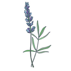 Lavender flowers elements. Collection of lavender flowers on a white background. Vector illustration flower. Vintage botanical drawing of French Lavender. Blossomed lavender.