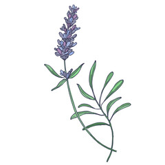 Lavender flowers elements. Collection of lavender flowers on a white background. Vector illustration flower. Vintage botanical drawing of French Lavender. Blossomed lavender.