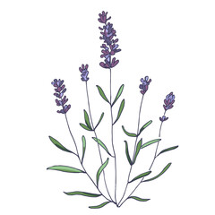 Lavender flowers elements. Collection of lavender flowers on a white background. Vector illustration flower. Vintage botanical drawing of French Lavender. Blossomed lavender.