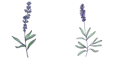 Lavender flowers elements. Collection of lavender flowers on a white background. Vector illustration flower. Vintage botanical drawing of French Lavender. Blossomed lavender.