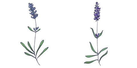 Lavender flowers elements. Collection of lavender flowers on a white background. Vector illustration flower. Vintage botanical drawing of French Lavender. Blossomed lavender.