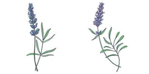 Lavender flowers elements. Collection of lavender flowers on a white background. Vector illustration flower. Vintage botanical drawing of French Lavender. Blossomed lavender.