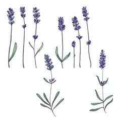 Lavender flowers elements. Collection of lavender flowers on a white background. Vector illustration flower. Vintage botanical drawing of French Lavender. Blossomed lavender.