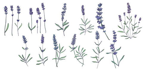 Lavender flowers elements. Collection of lavender flowers on a white background. Vector illustration flower. Vintage botanical drawing of French Lavender. Blossomed lavender.