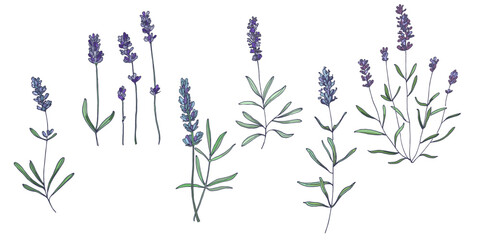 Lavender flowers elements. Collection of lavender flowers on a white background. Vector illustration flower. Vintage botanical drawing of French Lavender. Blossomed lavender.