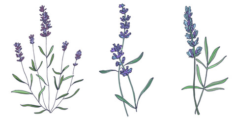 Lavender flowers elements. Collection of lavender flowers on a white background. Vector illustration flower. Vintage botanical drawing of French Lavender. Blossomed lavender.