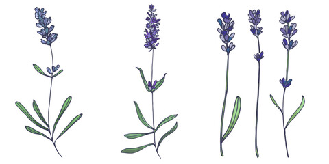 Lavender flowers elements. Collection of lavender flowers on a white background. Vector illustration flower. Vintage botanical drawing of French Lavender. Blossomed lavender.