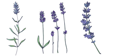 Lavender flowers elements. Collection of lavender flowers on a white background. Vector illustration flower. Vintage botanical drawing of French Lavender. Blossomed lavender.