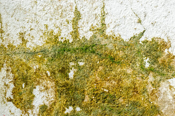 Old cement wall with mold and moss stains in green, brown, and white tones. Aged, weathered texture...