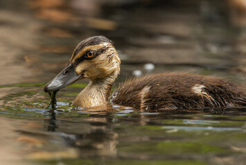 Pacific Black duckling swimming in a local waterway.