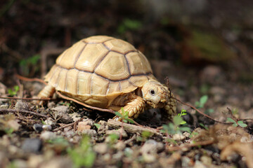 Obraz premium African Sulcata Tortoise Natural Habitat,Close up African spurred tortoise resting, cute animal
