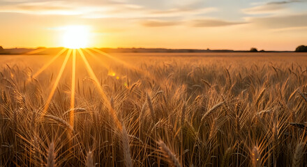 Obraz premium Golden wheat field basks in the warm glow of the setting sun, creating a peaceful and idyllic scene that evokes feelings of tranquility and serenity in the countryside