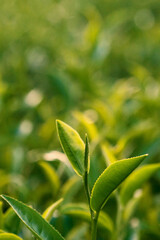 Vertical Green tea tree field Garden water hose landscape. Organic farm tender bud herbal Green tea tree camellia sinensis water. Vertical Close up Fresh Tree tea mountain green nature herbal farm