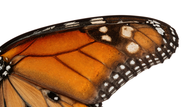 Monarch butterfly wing closeup showing vibrant orange patterns, black veins, and white spots isolated on the transparent background