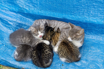 A mother cat lies on her side, nursing her four kittens. A blue tent is in the background.
