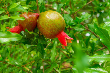 Beautiful ripening red fruits of the pomegranate tree hang on a branch with green leaves with a blurred background and a bokeh effect. Natural environments, plant-based food