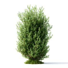 Fototapeta premium Evergreen Shrub: A vibrant evergreen shrub, its lush green foliage and textured details suggesting a living botanical treasure, creating a touch of nature's beauty
