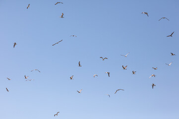 A flock of seagulls flying in the sky