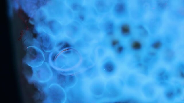 Nematoda worm under a microscope. Moves among the mollusca eggs. Under ultraviolet light. White Sea