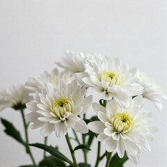 국화꽃 상조 장례