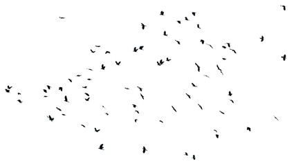A flock of birds flying in the sky isolated on a white background.