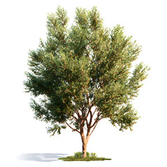 A Solitary Majestic Tree: A lush, verdant tree stands tall, its branches reaching skyward, displaying a vibrant display of nature's beauty and resilience.