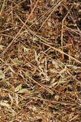 Dry Leaves and Twigs Texture as Natural Organic Background