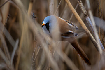 Beraded tit male in natural habitat.