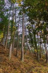 Obraz premium Pine Forest Landscape with Sunlight