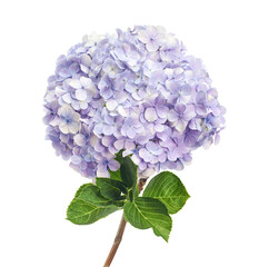 Obraz premium Light purple hydrangea (Hydrangea macrophylla) flower isolated on white background with clipping path