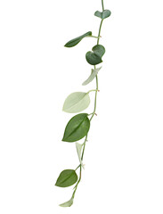 Satin pothos (Scindapsus pictus) vine isolated on white background with clipping path