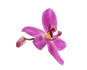 Fototapeta premium Purple ground orchid (Spathoglottis plicata) flower isolated on white background with clipping path