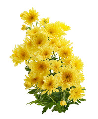 Yellow chrysanthemum flower (Chrysanthemum morifolium) isolated on white background with clipping path