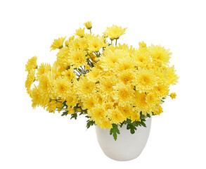 Yellow chrysanthemum flowers (Chrysanthemum morifolium) in white vase isolated on white background