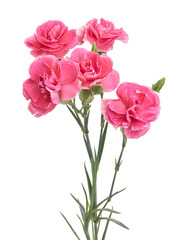 Obraz premium Pink carnation flowers (Dianthus caryophyllus) isolated on white background with clipping path