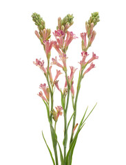 Pink tuberose (Polianthes tuberosa) flower isolated on white background with clipping path © DEWINs
