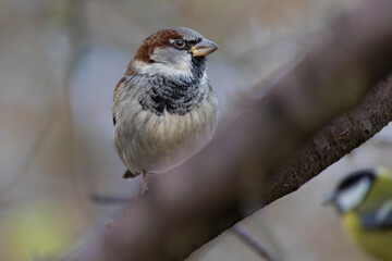 House Sparrow (Passer domesticus) sits on a branch.