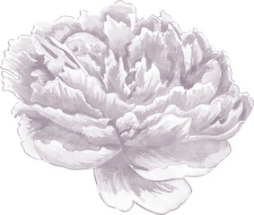 Delicate Grey Peony Flower in Watercolor Style