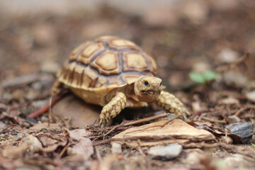 Obraz premium African Sulcata Tortoise Natural Habitat,Close up African spurred tortoise resting, cute animal