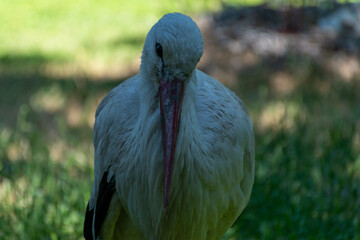 Close-Up Portrait of Stork