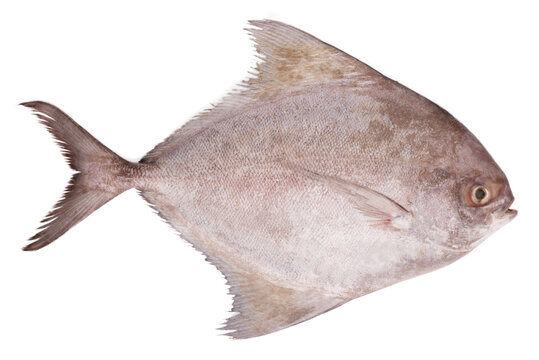 Black pomfret fish isolated on white background.