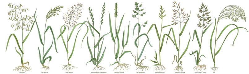 Forage grasses for pasture and hay vector set
