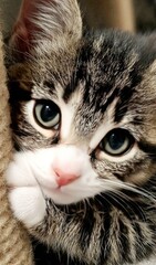 Cute tabby kitten face close up looking at camera