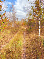 A dirt road in a forest with trees on both sides