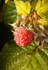 A red raspberry is covered in frost