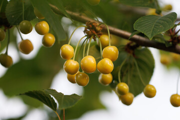 A tree with many yellow cherries hanging from it