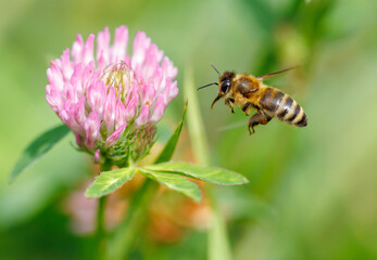 A bee is flying over a pink flower