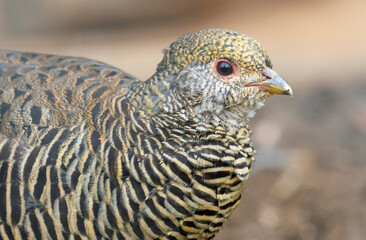 A bird with a black head and white stripes on its body